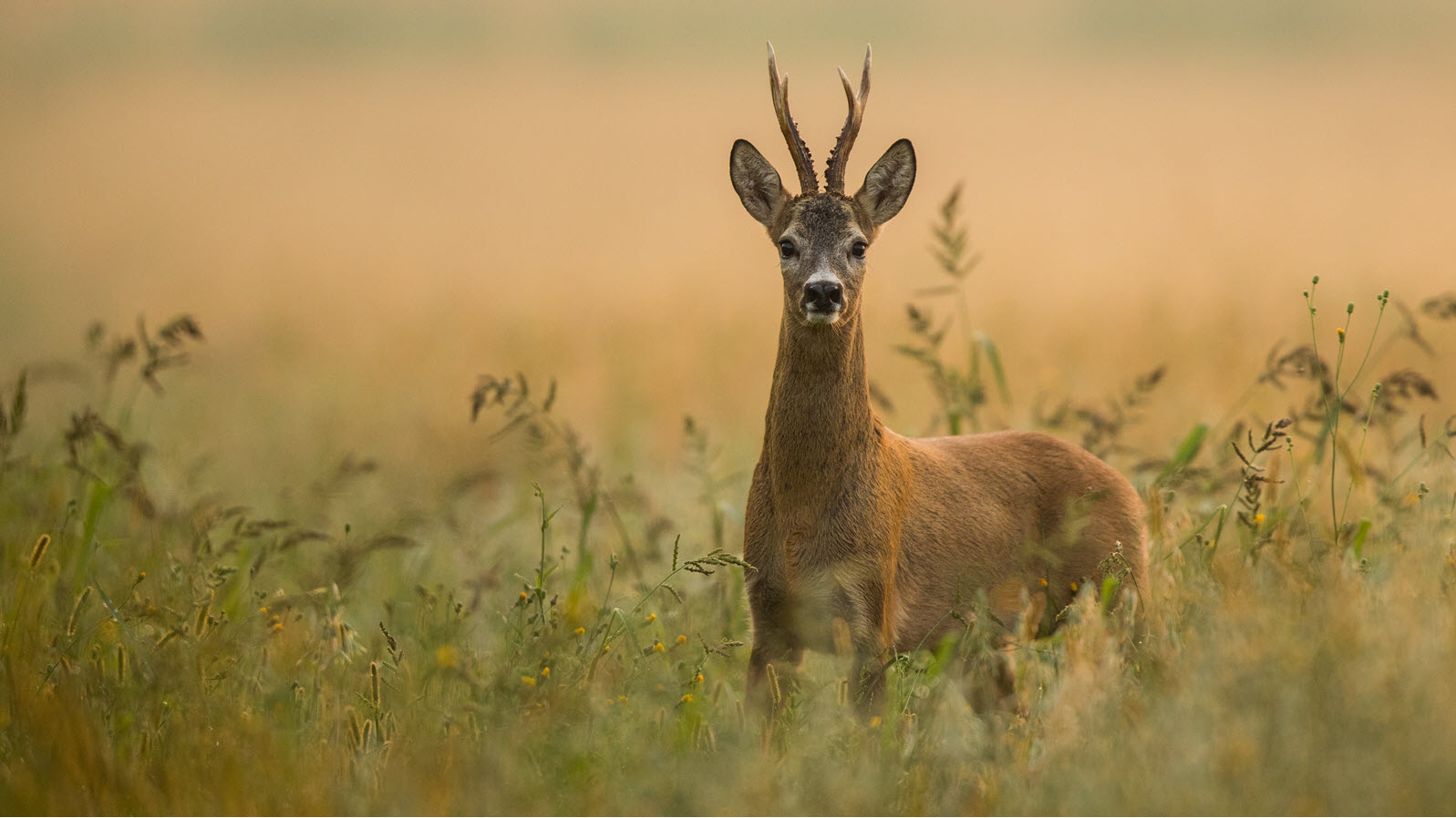 Deer Are Not Pests - The British Deer Society