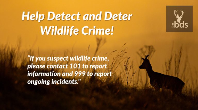 wildlife crime