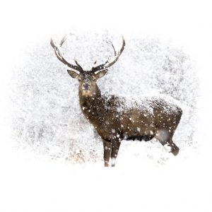 Charity Christmas Card Red stag in falling snow