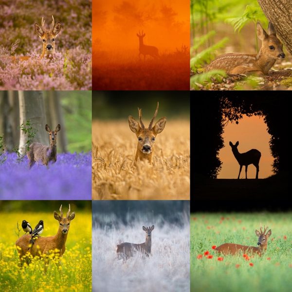 Deer Photography Masterclass