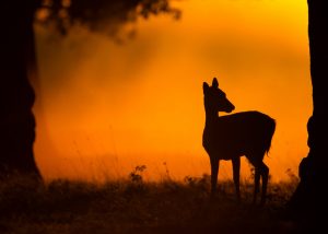 Deer Collisions Warning - Fallow deer at dawn By Giedriius