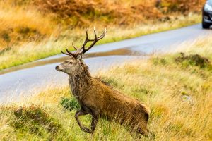 Red stag Autum crossing the road with car approaching Scottish Highlands by Coatesy