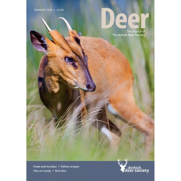Deer Summer 2014