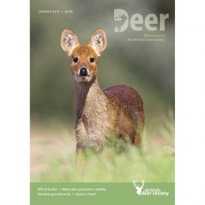 Deer Summer 2019