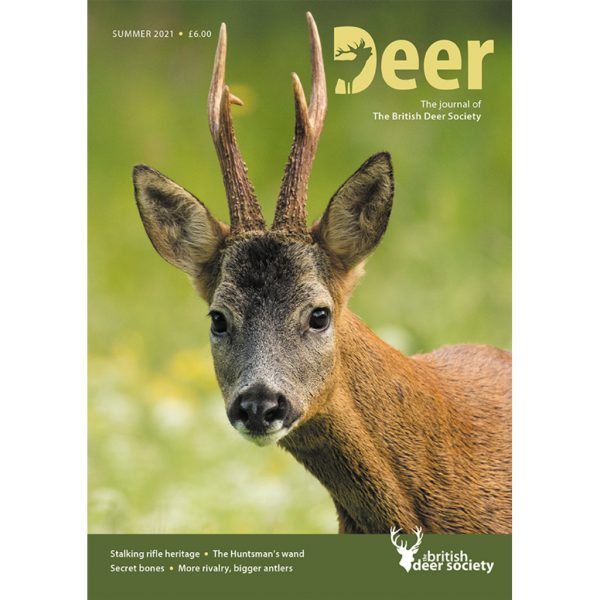 Deer Summer 2021
