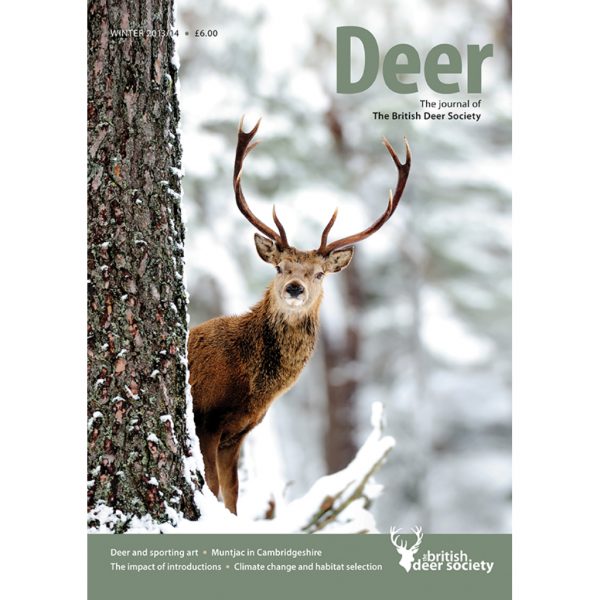 Deer Winter 2013