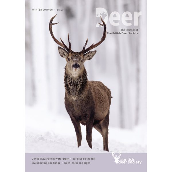 Deer Winter 2019