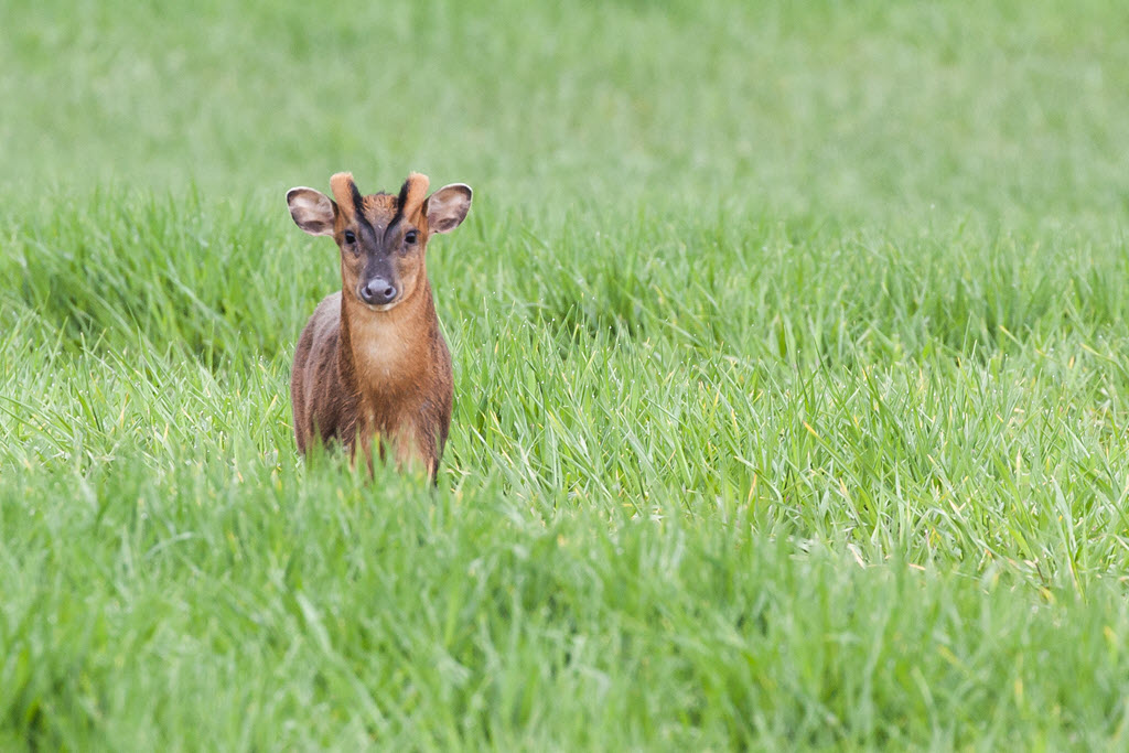 Reeves Muntjac deer close up in Norfolk England