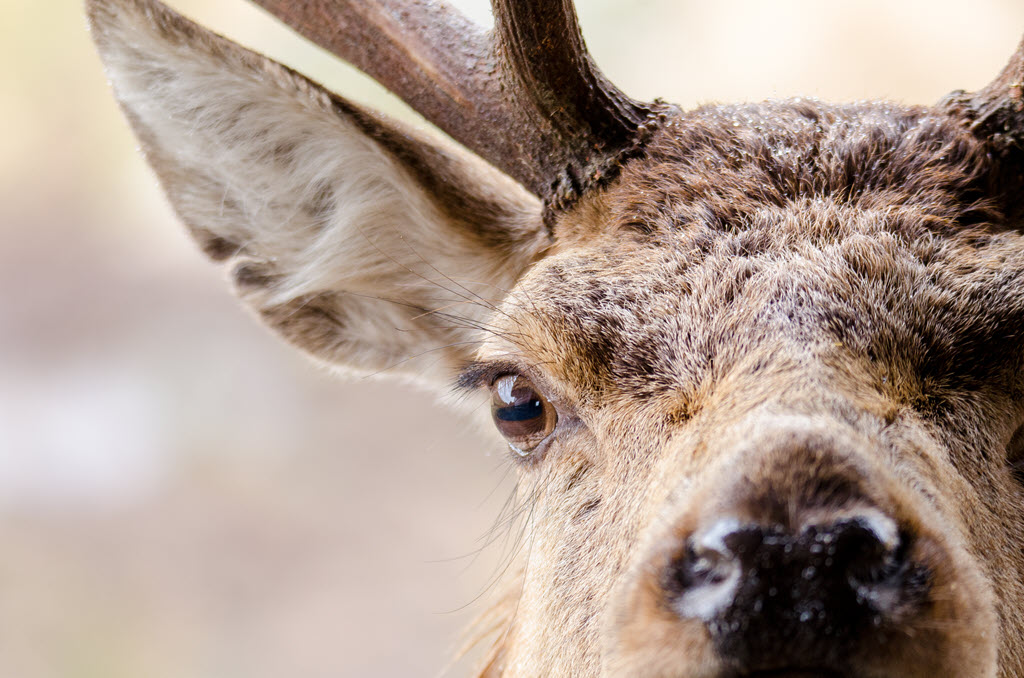 close up portrait of a red deer in Scotland with water droplets on its head By Doubleclix