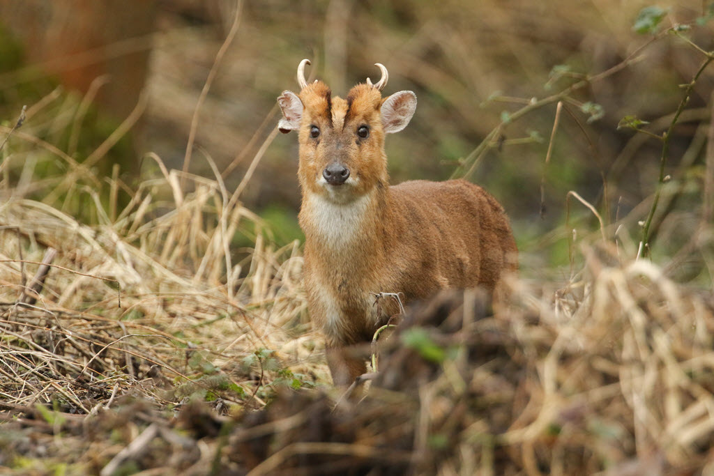 Muntjac buck feeding at the edge of a forest