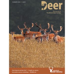 Deer Summer 2022