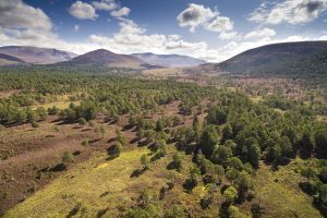 Restoring forests in the Cairngorms