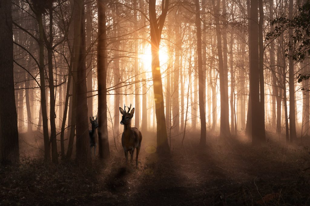 roe deer at sunrise in a misty winter forest Norfolk by Simon Bratt