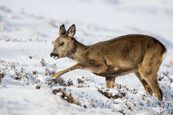 roe searching for food in the snow by Stephen Smith Joint 1st