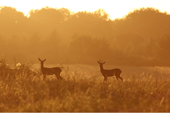 Roe buck and doe by Martin Heat Joint 3rd