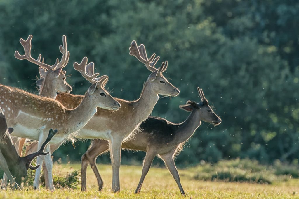 Fallow Deer New Forest Hampshire by Mark Christopher Cooper
