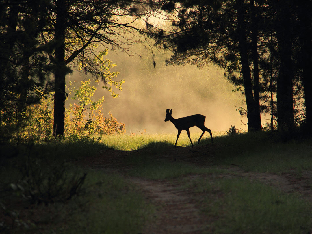 Silhouette of a roe deer in the forest by S.Lutskovich