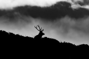 stag silhouette on a hill at Loch Muick near Balmoral in Scotland by Wirestock Creators