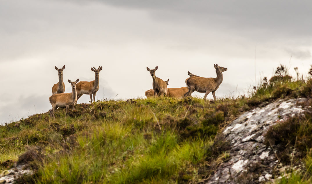 Managing Deer Across the English Landscape