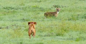 dog starting to chase muntjac caught by John Parish