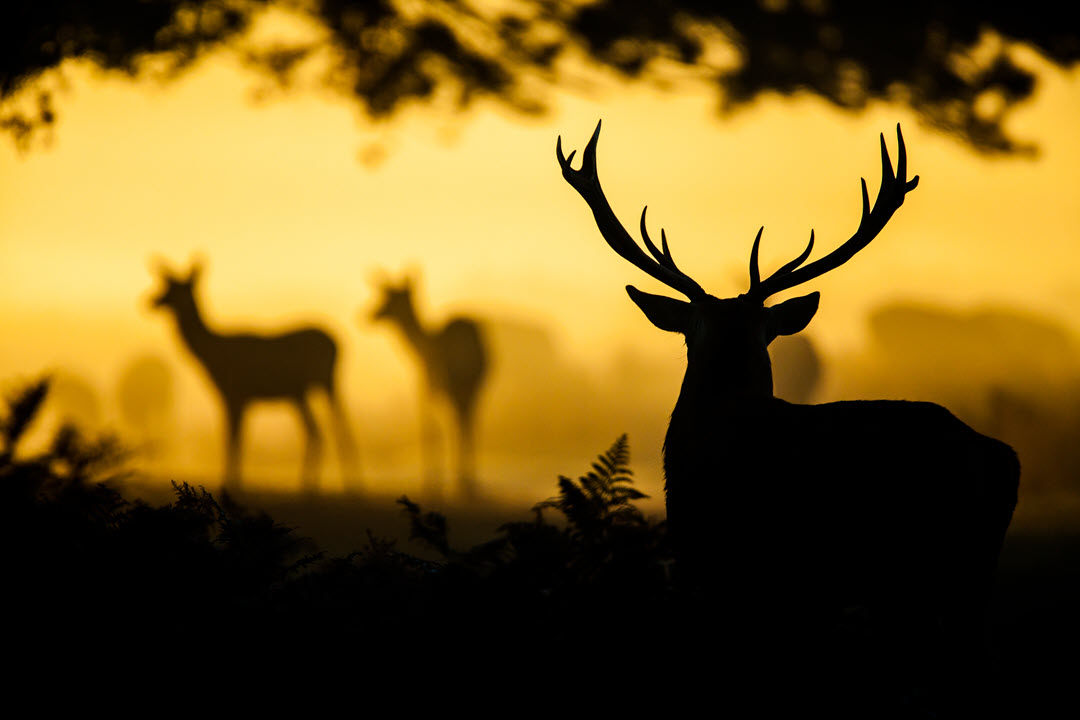 Red deer stags silhouetted at sunset in winter, UK - Stock Image -  C049/6188 - Science Photo Library