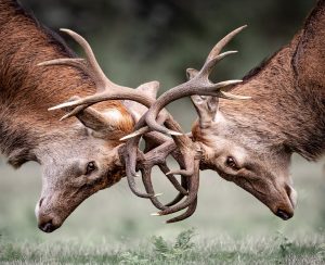two rutting red stags by tim lees