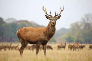 Portrait of adult red stag in Autumn by Matt Gibson