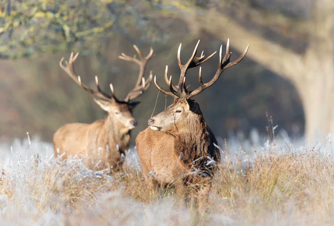 red stags on a frosty morning by Giedriius