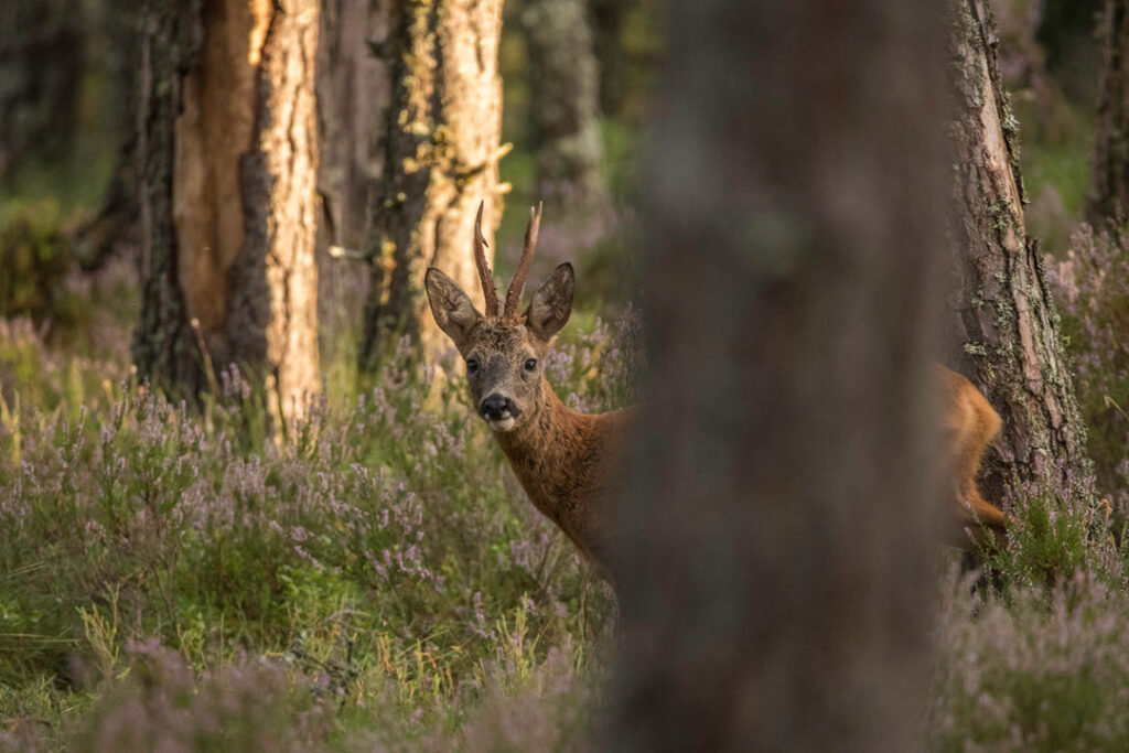 roe buck hiding between pine trees in Scotland by Karl Weller