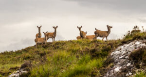 BDS Position on petition to eradicate deer from South Uist