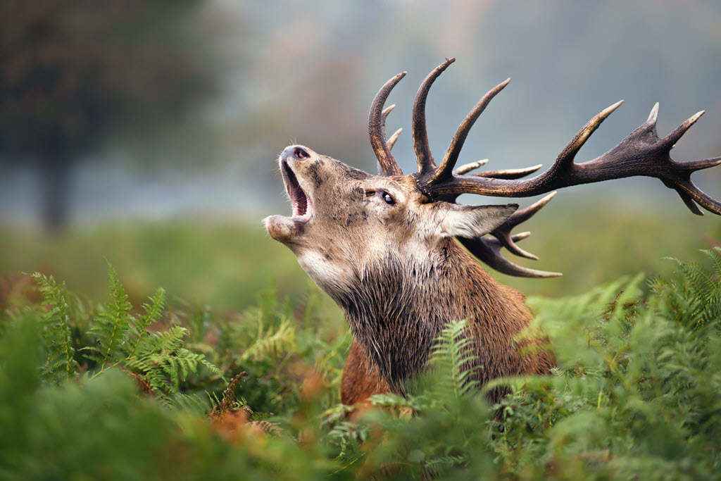 Red stag roaring during rut in autumn by Giedriius