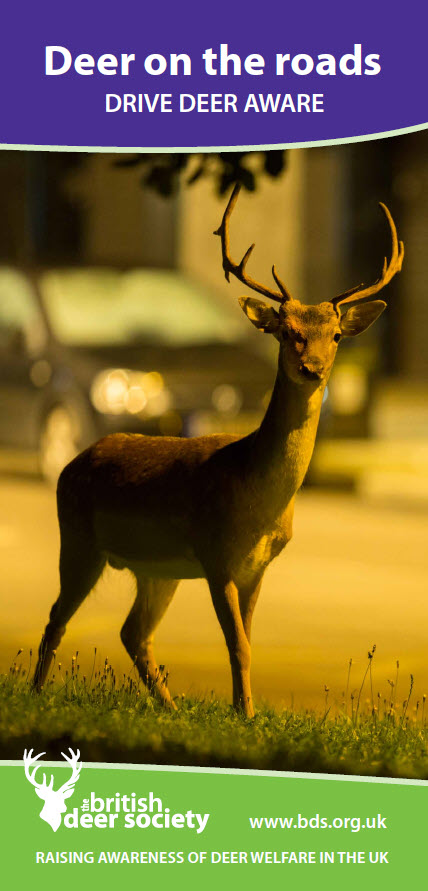 Deer on the Roads Leaflet