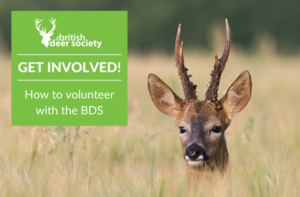 Get involved for deer - how to volunteer with the British Deer Society