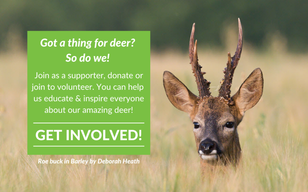 Are you passionate about deer? Why not get involved volunteering with the BDS?