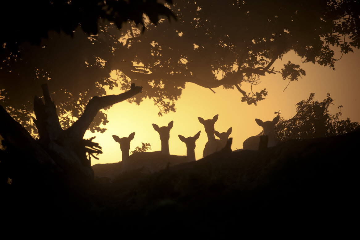 Sunrise & Sunset - Fallow Deer at Sunrise By Ian Schofield