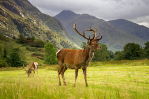 Consultation on Secondary Legislation for Deer in Scotland