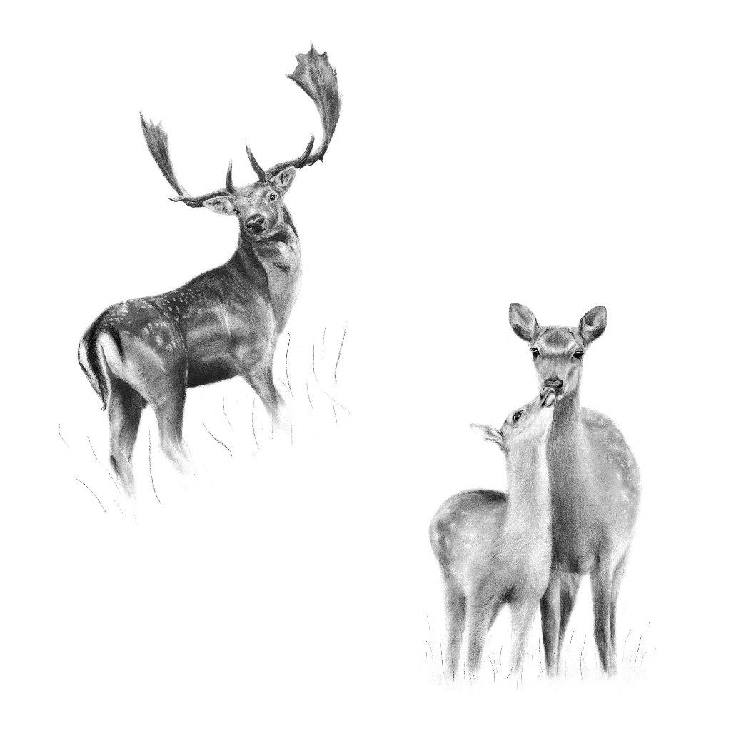 Field Guide to British Deer Illustrations-1