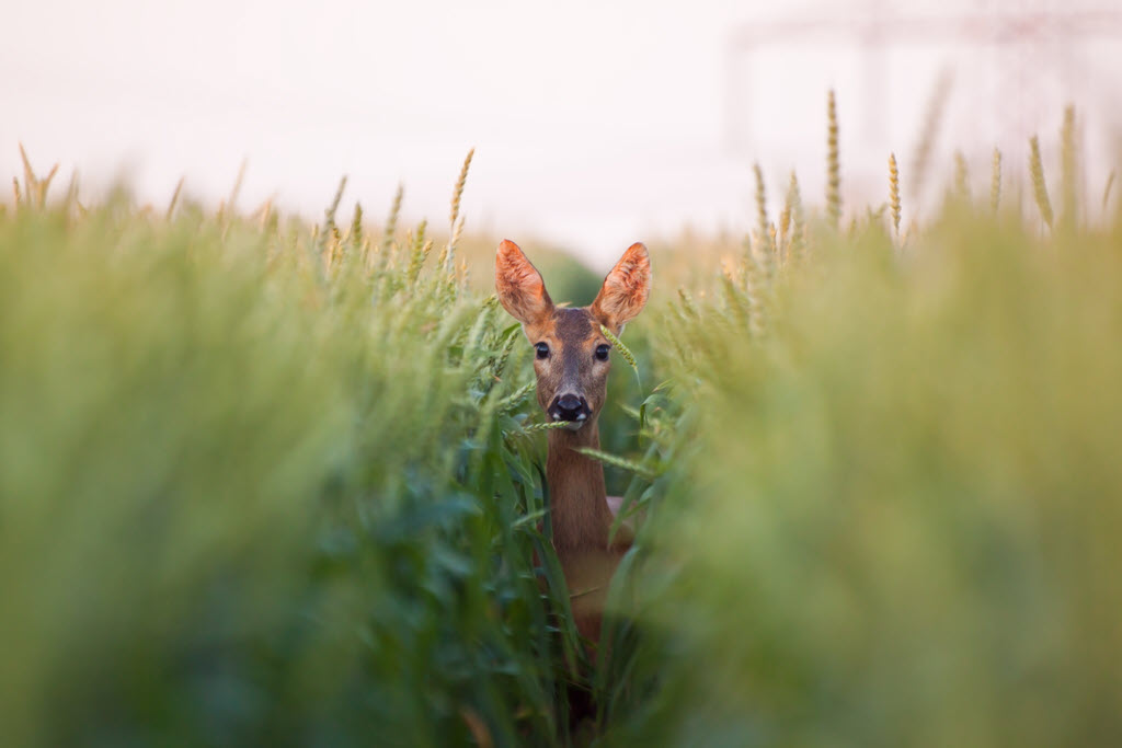 Roe doe standing in the line on the field with grain and watching By WildMedia