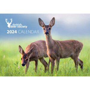 Deer Wall Calendar 2024