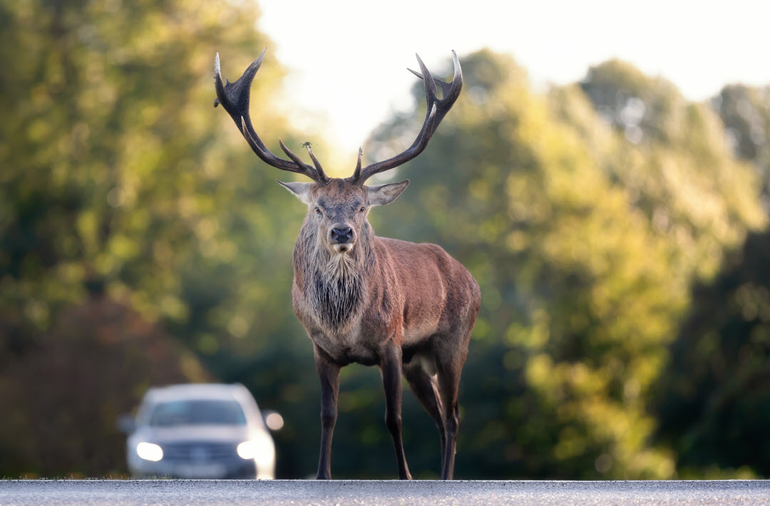 Deer Capture Techniques