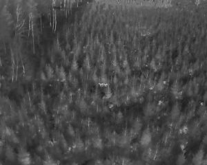 Thermal image from a drone over a forest/wooded area that identifies the presence of a deer