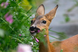 Young roe deer munching on pink mallow flowers