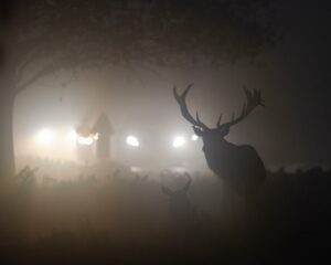 Deer in the headlights by Felix Bellion @fbimages on instagram