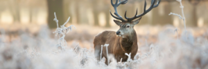 BDS Diamond Charity Auction November 2023 Banner - Red Deer Stag in winter. Auction dates are from midday on 8th November 2023 until 9pm on Wednesday 22nd November 2023.