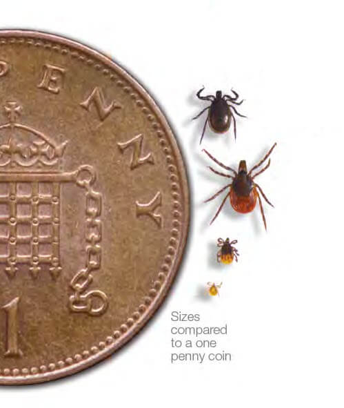 tick life cycle and size