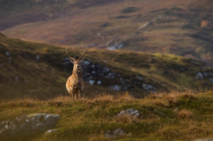 BDS Blog - Featured Image - Male Deer Seasons