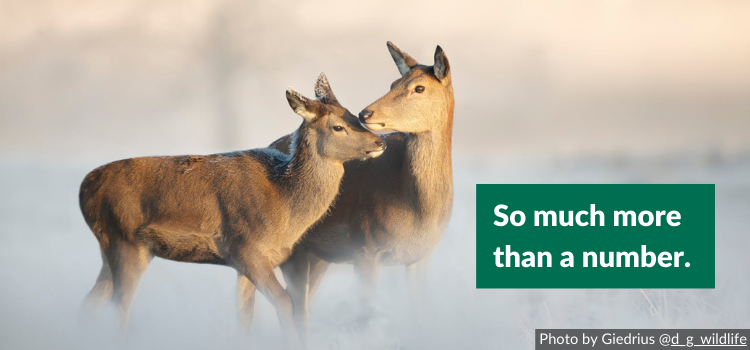 UK deer numbers soaring 2 million - but deer management depends on so much more than 1 number