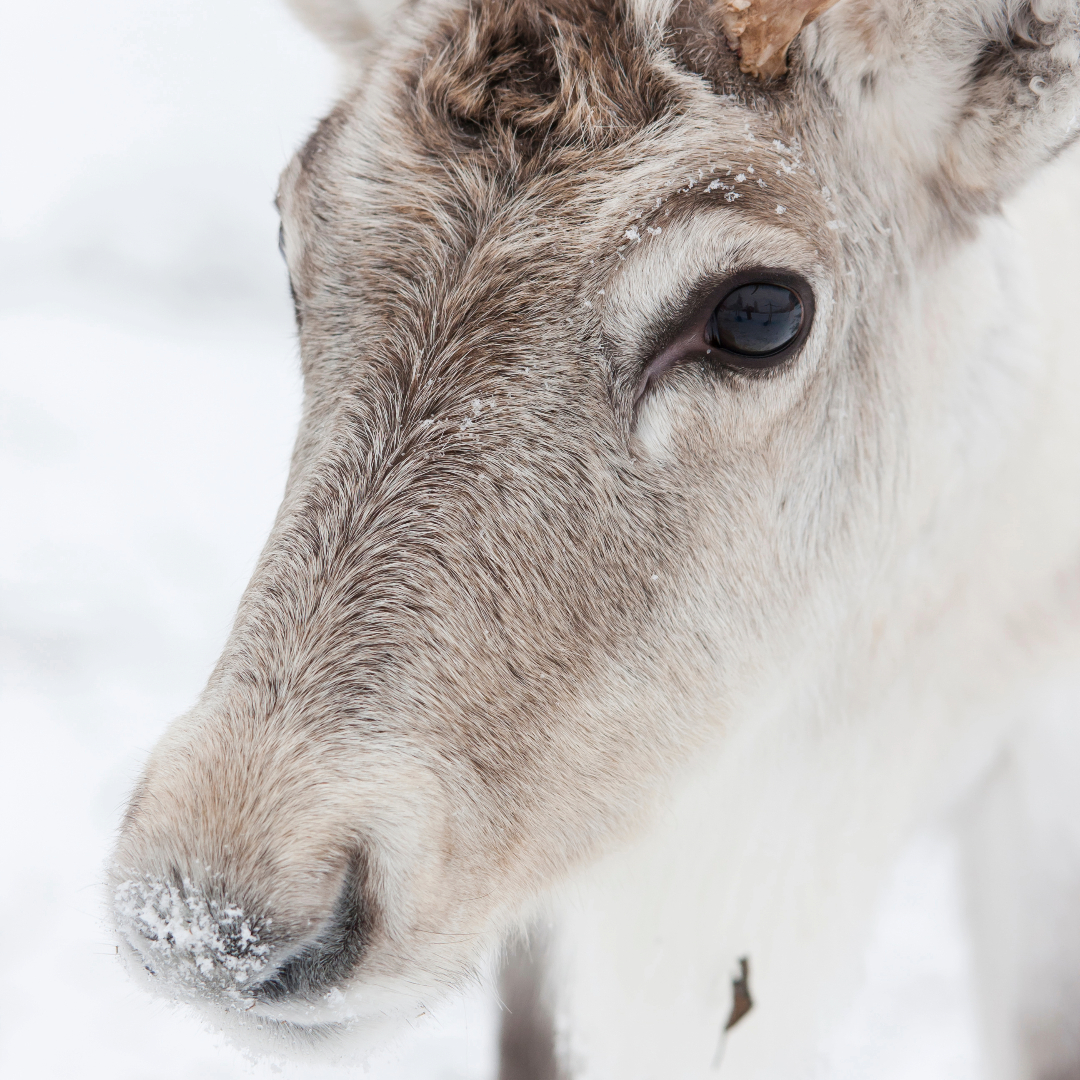 Fascinating Reindeer Fact 12