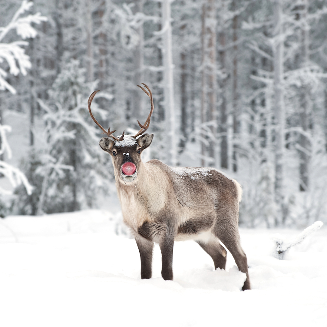 Fascinating Reindeer Fact 24