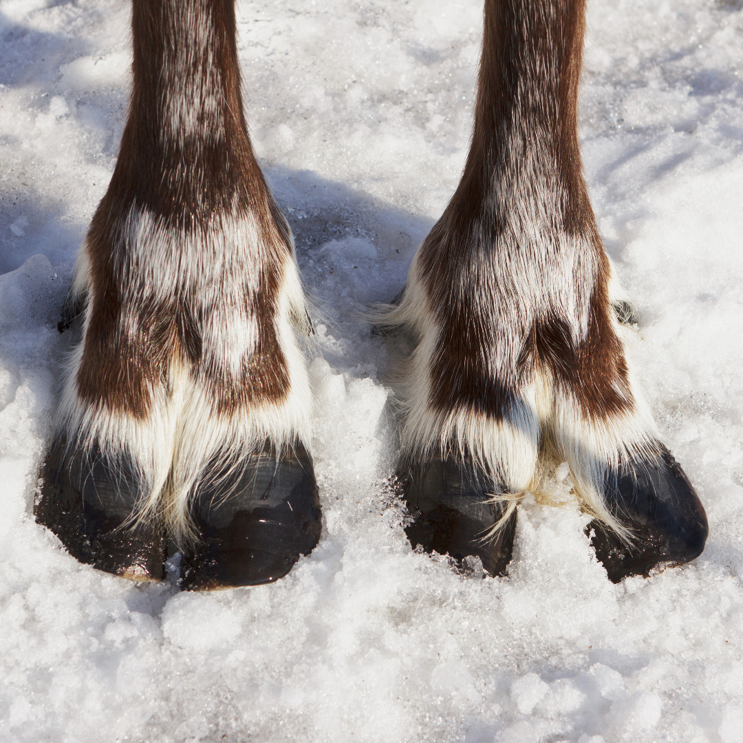Reindeer have especially large hooves which not only help them to travel across snow but also assist with swimming.